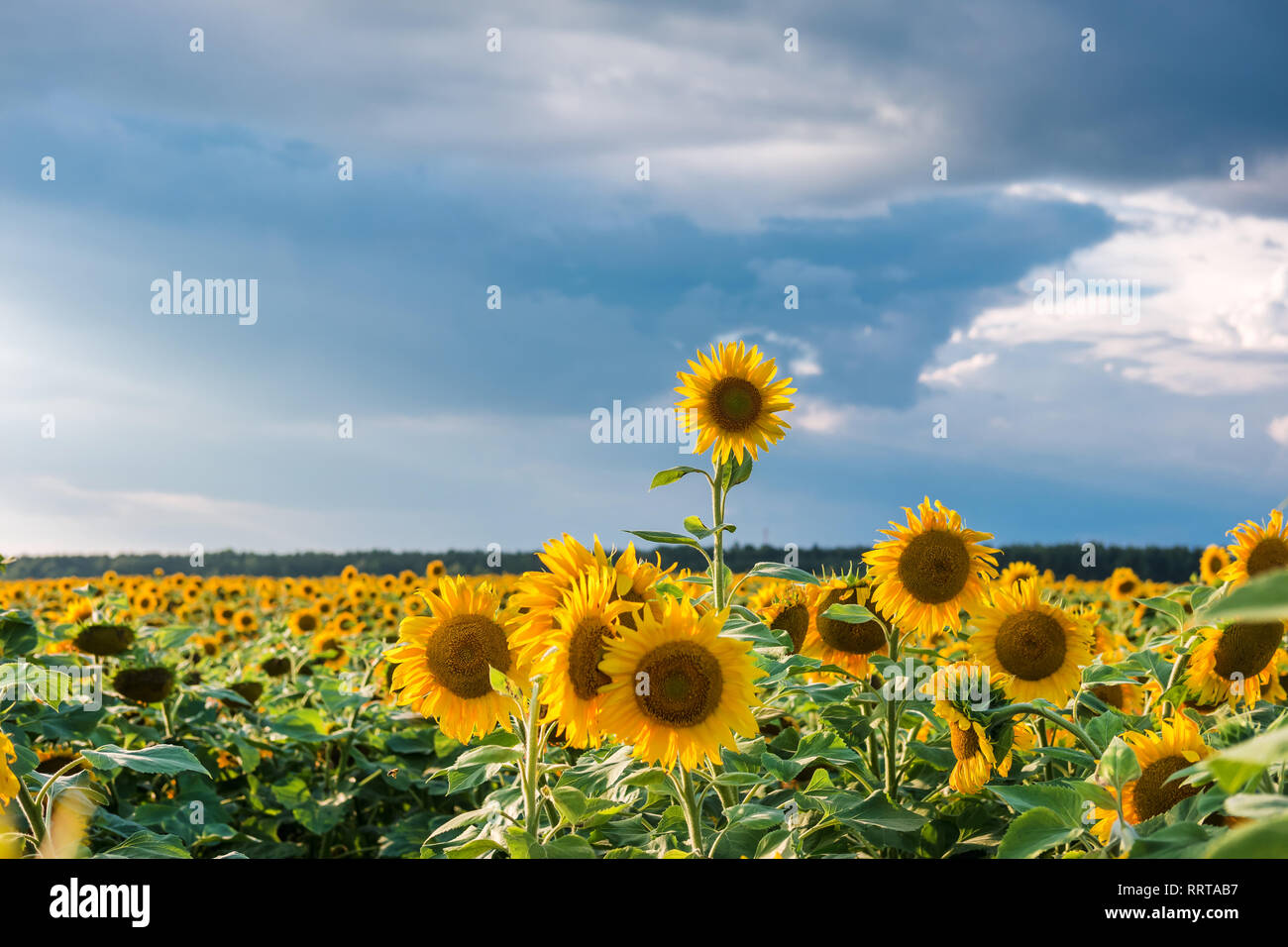 Sunflower field in wind hi-res stock photography and images - Alamy