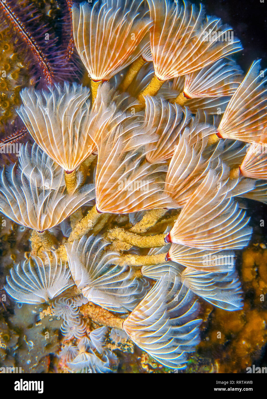 Sabellidae,feather duster worms are a family of sedentary marine polychaete tube worms Stock