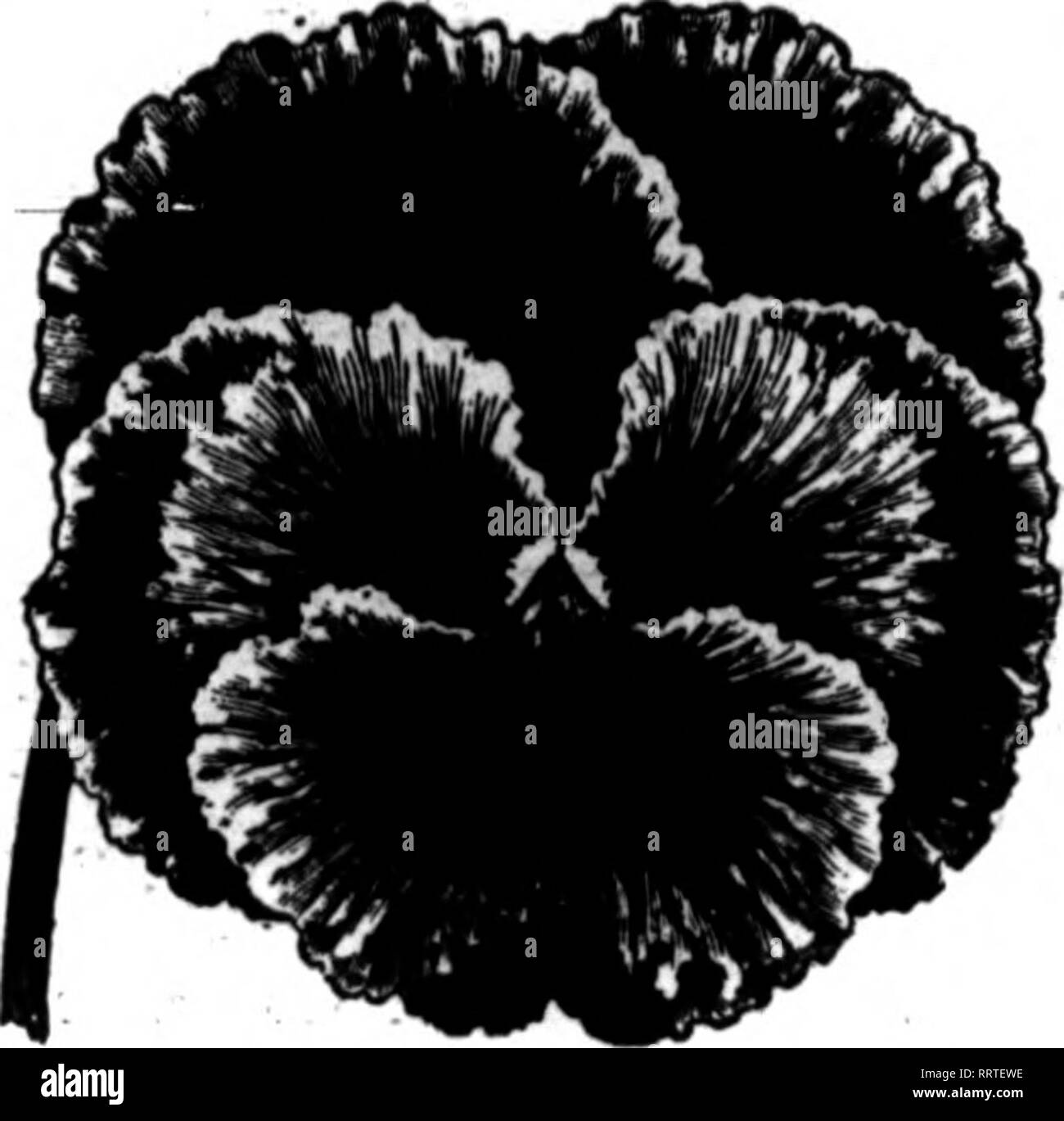 . Florists' review [microform]. Floriculture. 60 The Florists' Review July 80. 1914. miscellaneous expenses incident thereto, $32,490.&quot; Vegetable Forcing CLUB SOOT ON CU0X7MBEBS. Can you tell me what causes club root on cucumbers? Is there any pre- rentivet H. H. Club Foot is caused by a fungus which develops within the cells of the roots, causing them to become distorted and often to die. After the plants die the spores become mixed with the soil, ready to fasten on some other host plant when conditions are favorable. Many of the common weeds are sub- ject to club root, but it is not usu Stock Photo