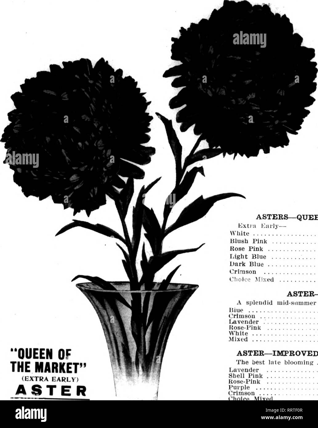 . Florists' review [microform]. Floriculture. FSBKUARV 26, 1914. The Florists' Review 35. Place Your Order NOW QUEEN OF THE MARKET&quot; (EXTRA EARLV) ASTER , ASPAEAGUS PLUMOSUS NANUS New crop greenhouse grown. 100 Seeds $0.50 500 Seeds 1.75 1,000 Seeds 3.25 5,000 Seeds 15.00 JO.OOO Seeds 29.00 Special prices on larger quantities. ASPARAGUS HATCHEBI 100 Seeds 1.00 250 Seeds 2 00 500 Seeds • 3.25 1,000 Seeds 6.00 ALYSSUM Tr. Pkt. Oz. Little (Jem ifO.lO |0.40 CANDYTUFT Michells (Jiant White 15 .:?5 CENTAUREA Gymnociirpa 15 .40 COBAEA SCANDENS Purple 10 .40 White 25 .75 IPOMOEA NOCTIFLORA Moonflo Stock Photo