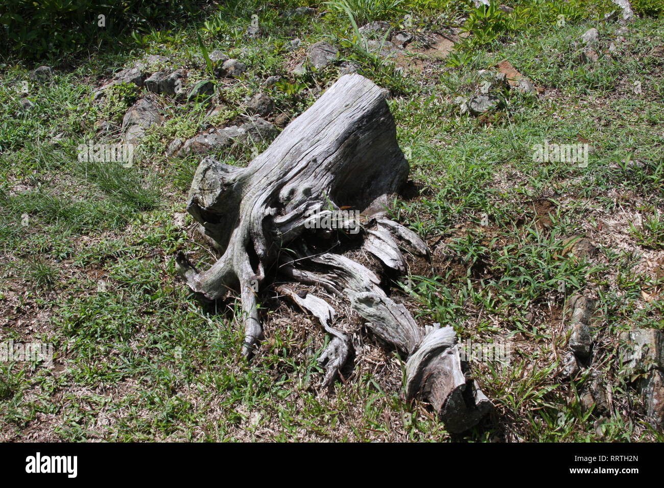 Axed Tree Axed tree hi-res stock photography and images - Alamy