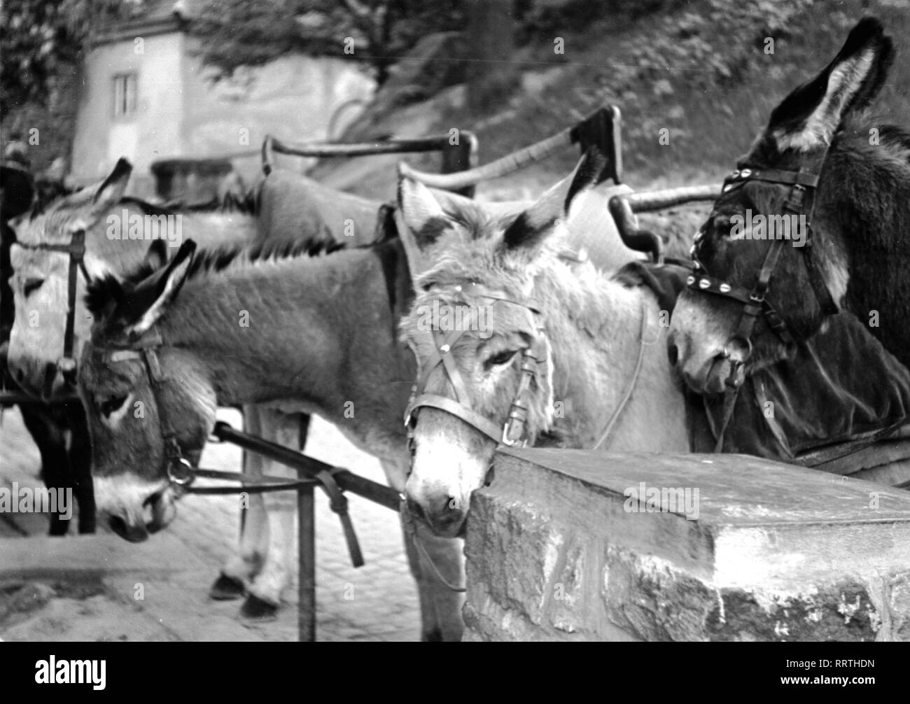 Tier - Esel, Donkeys, III. 658-34, Königswinter, Deutschland 1950er, 1950s. Stock Photo