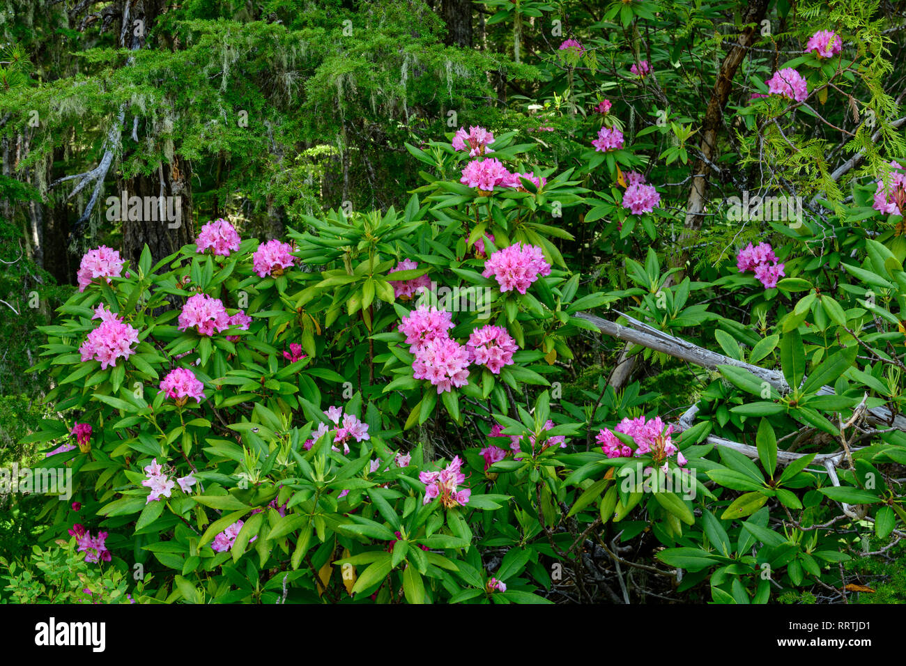 North America, America, American, USA, Pacific Northwest, Oregon, ?Clackamas County, Mount Hood National Forest, Rhododendron Stock Photo