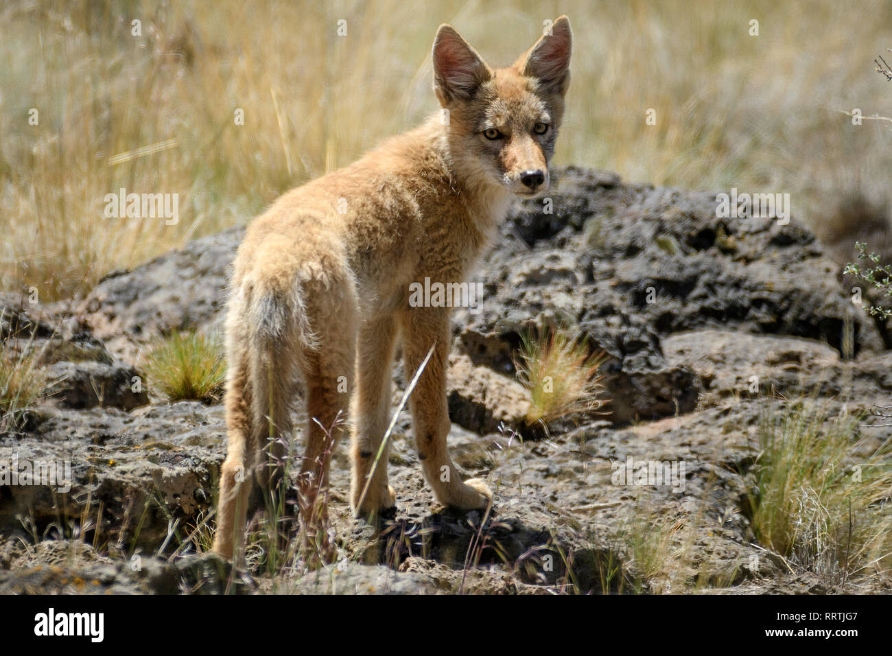 North America, American, America, USA, Pacific Northwest, Oregon, Central Oregon, Bend, Deschutes National Forest, Coyote, Canis Lupins Stock Photo