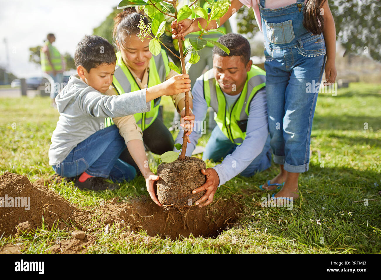 Family volunteers planting tree in sunny park Stock Photo