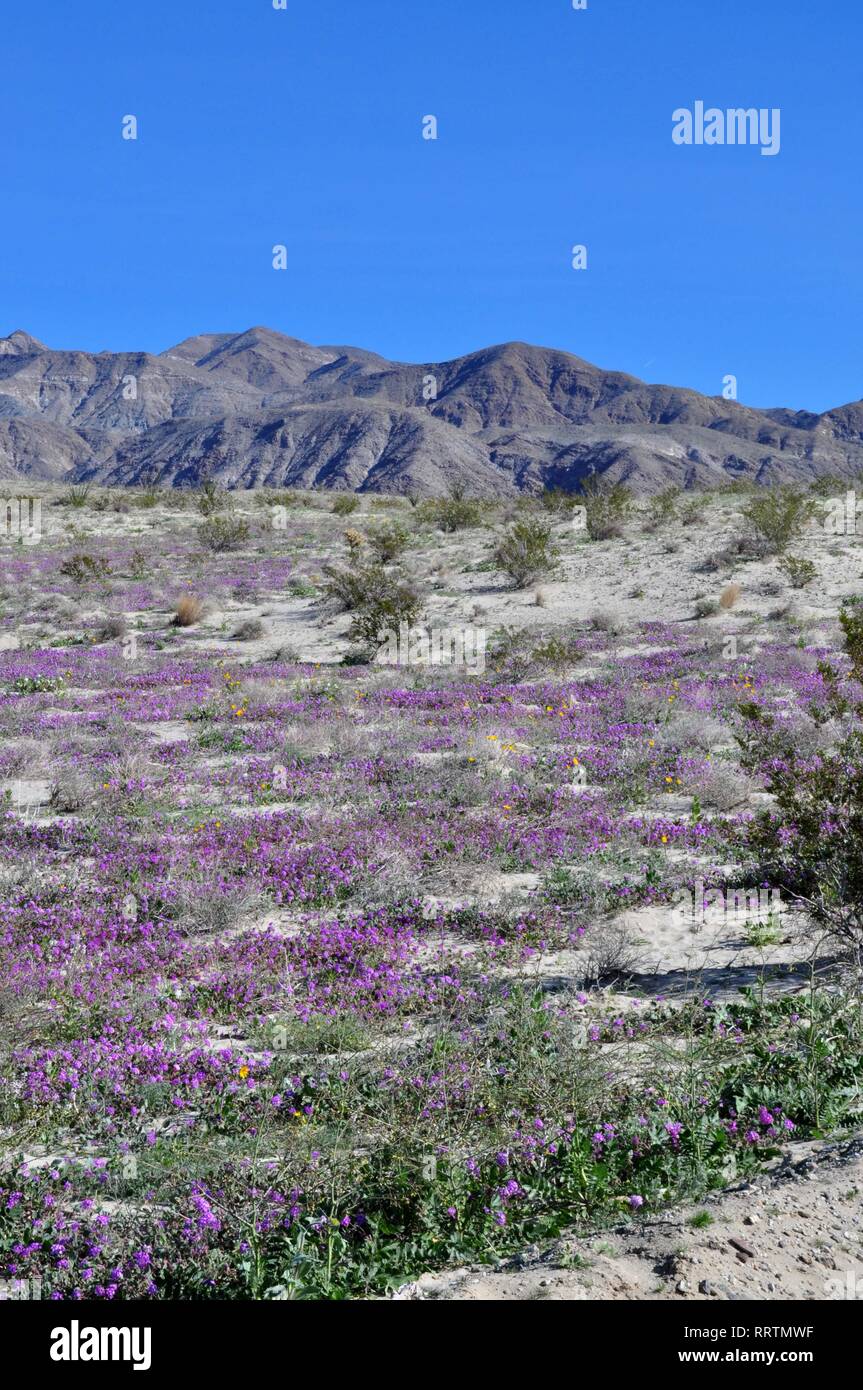 The flowers in bloom on Highway 22 in Borrego Springs, CA, USA in 2019