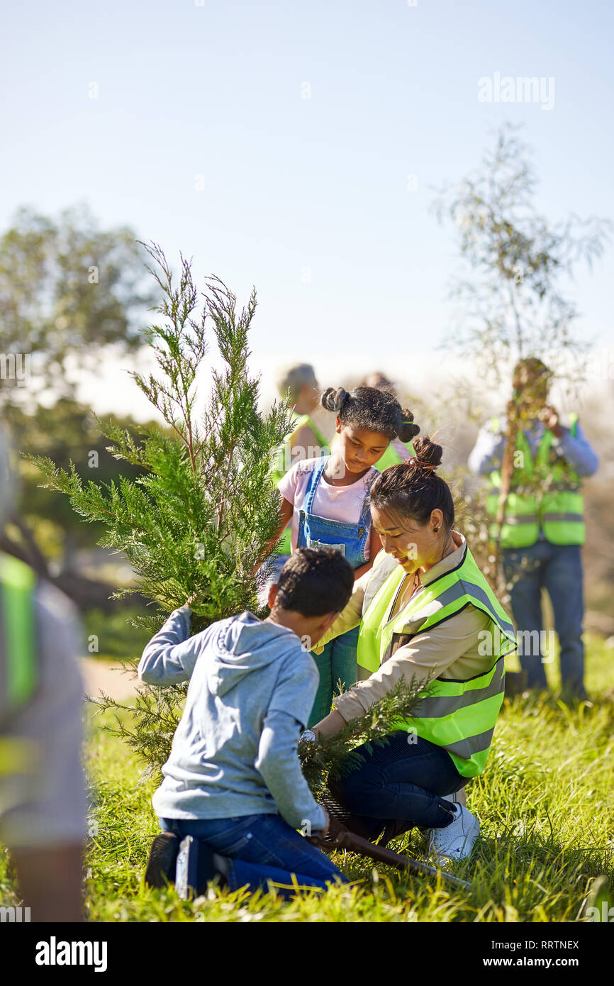 Family volunteers planting tree in sunny park Stock Photo