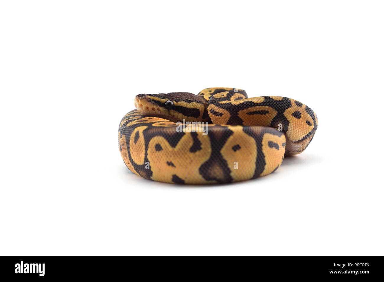 Ball python hi-res stock photography and images - Alamy