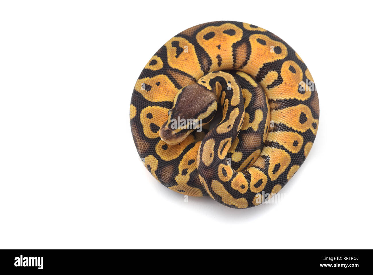 Snake Ball python isolated on white background Stock Photo - Alamy