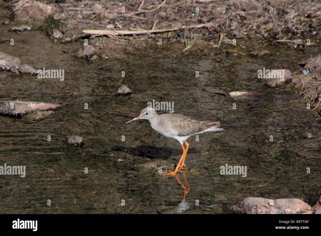 Spotted Redshank (Tringa erythropus) in winter plumage feeding in a Barranco at Caleta de Fuste, Fuerteventura, Kenya. Stock Photo