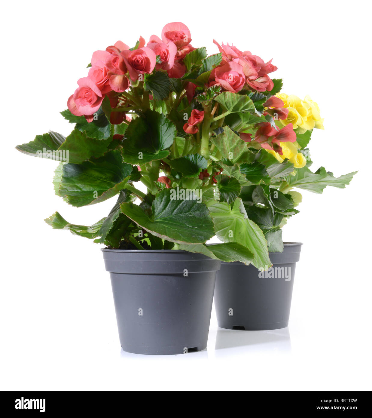 Plantinag - Begonia Flower in a Pot Stock Photo