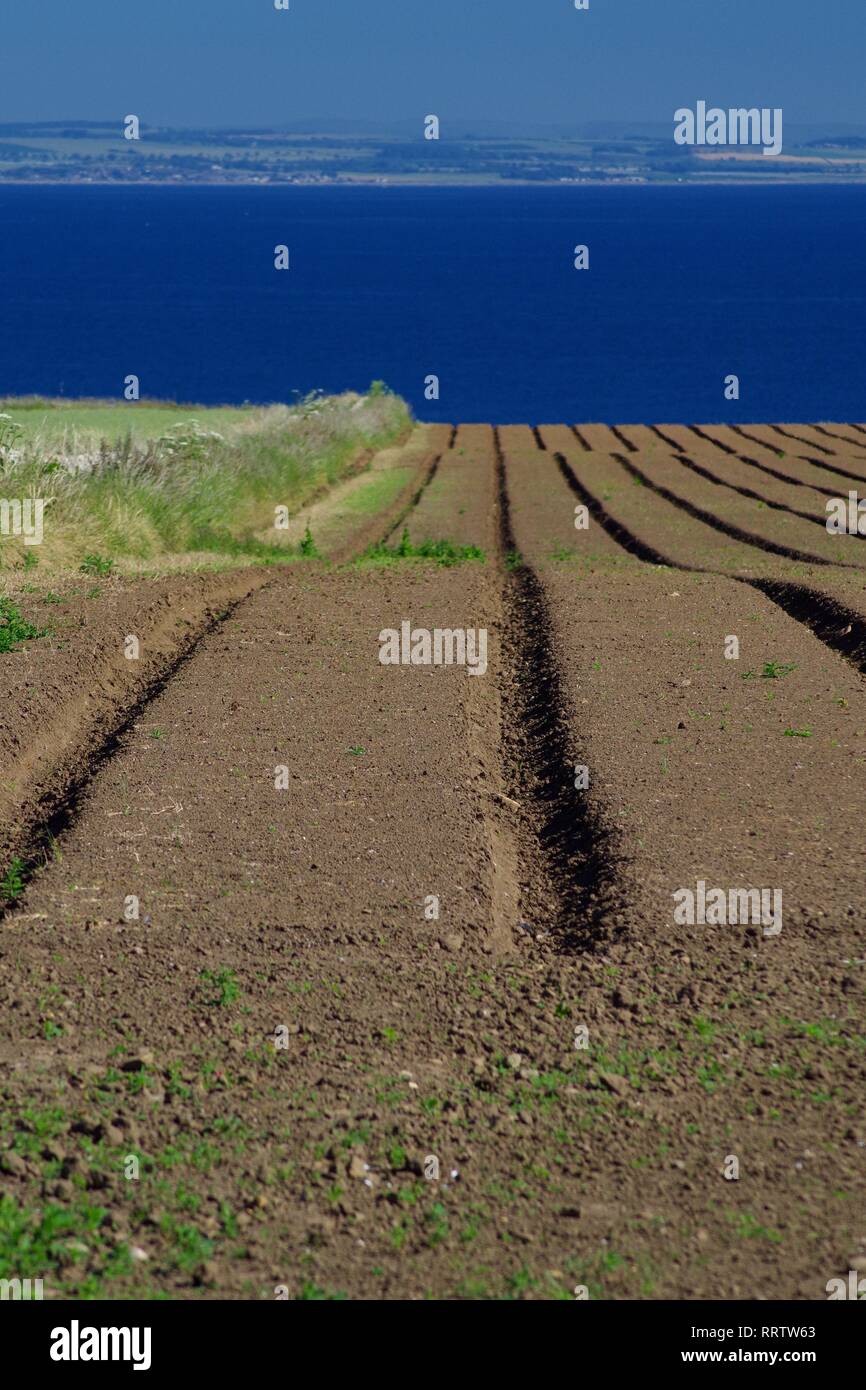 Tilled and Rilled Empty Potato Farm Field, at Boarhills, along the Fife Coast on a Sunny Summers Day. Scotland, UK. Stock Photo