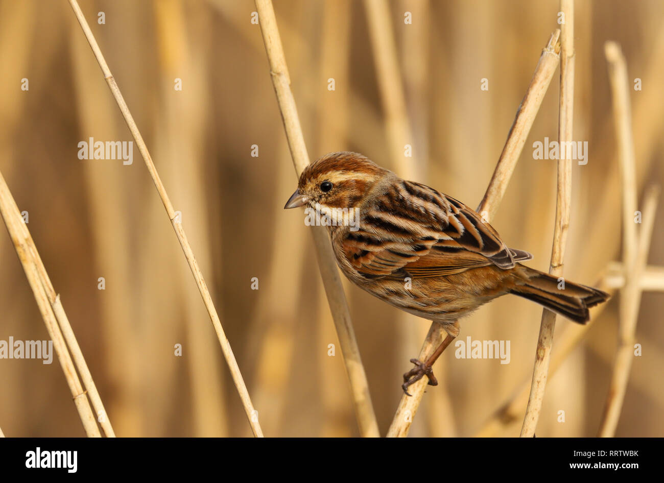 Reed Bunting (Emberiza schoeniclus) female bird eating the seeds in the