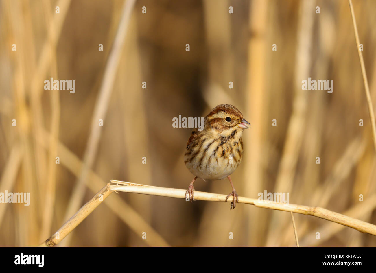 Reed Bunting (Emberiza schoeniclus) female bird eating the seeds in the