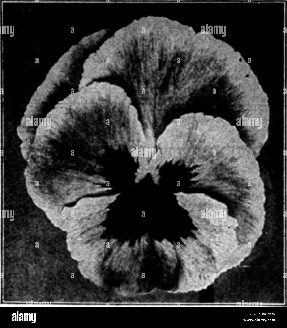 . Florists' review [microform]. Floriculture. Mention The Review when you write.. Stokes' Standard Mixed Pansy The finest strain of Giant Pansies it is possible to produce. Is a blend of all the finest varieties from France, England and Germany. Trade pkt. (2000 seeds), SOc; j4 iz., 7Sc; GIANTS Tr. pkt. Oz. Bnsrnot'B Blotched S0.60 &gt;1.00 CaHsier (ilaiits 40 3.60 (iiailt Trimardeau 30 125 Orchid-tlowerert.'very IlKtat M 4.00 KiiKlif*h Larse-flowerlns 26 1.00 Fine Mixed IS .80 Ulant Adonis 35 2.00 Giant Lord BeaconRfleld 3S 2 00 Giant Emperor &gt;% 11 liam 35 2.00 1 n., $5.00; ^ lb., $18.00 ' Stock Photo