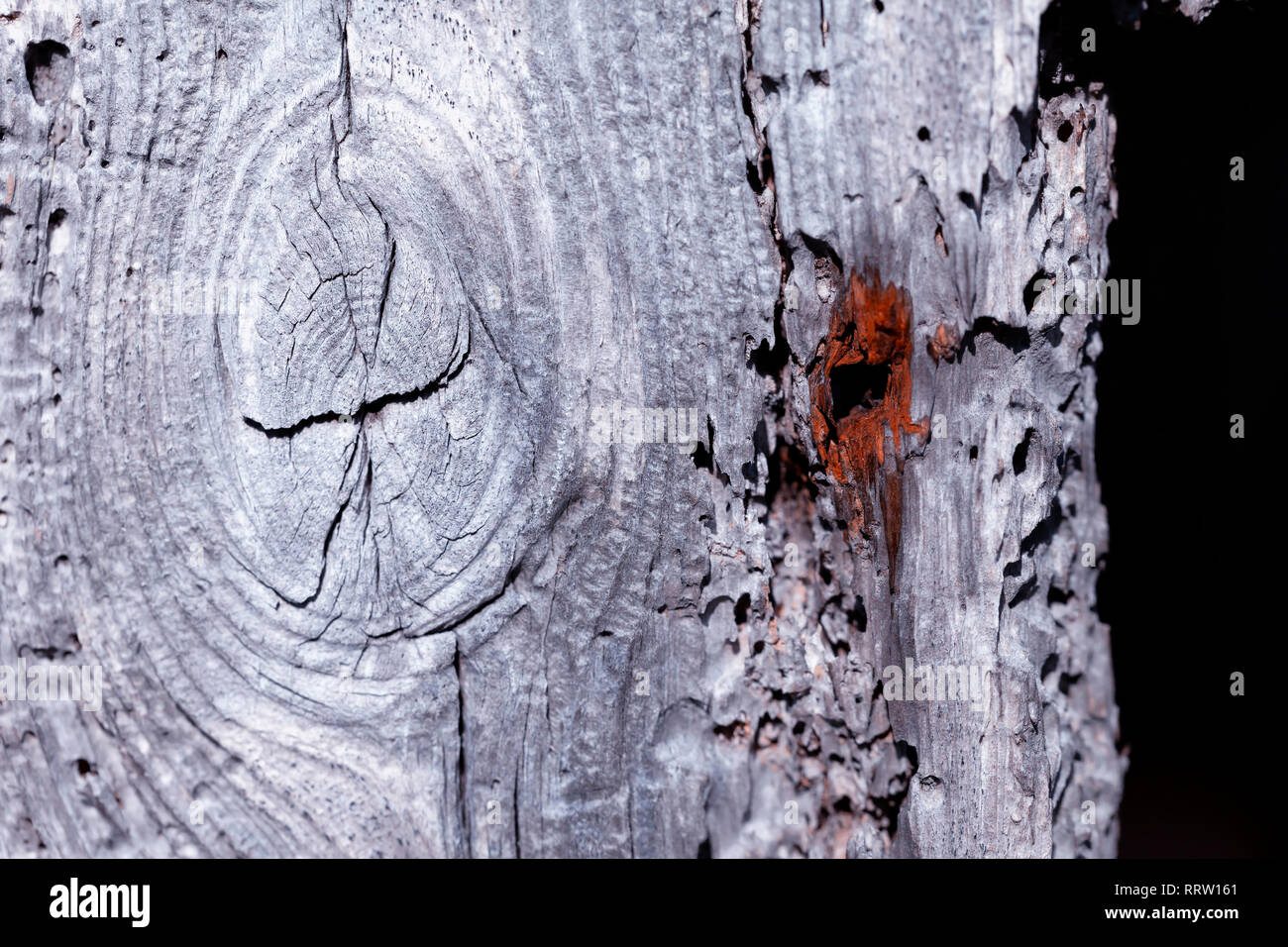 Old and decayed wood background. Stock Photo