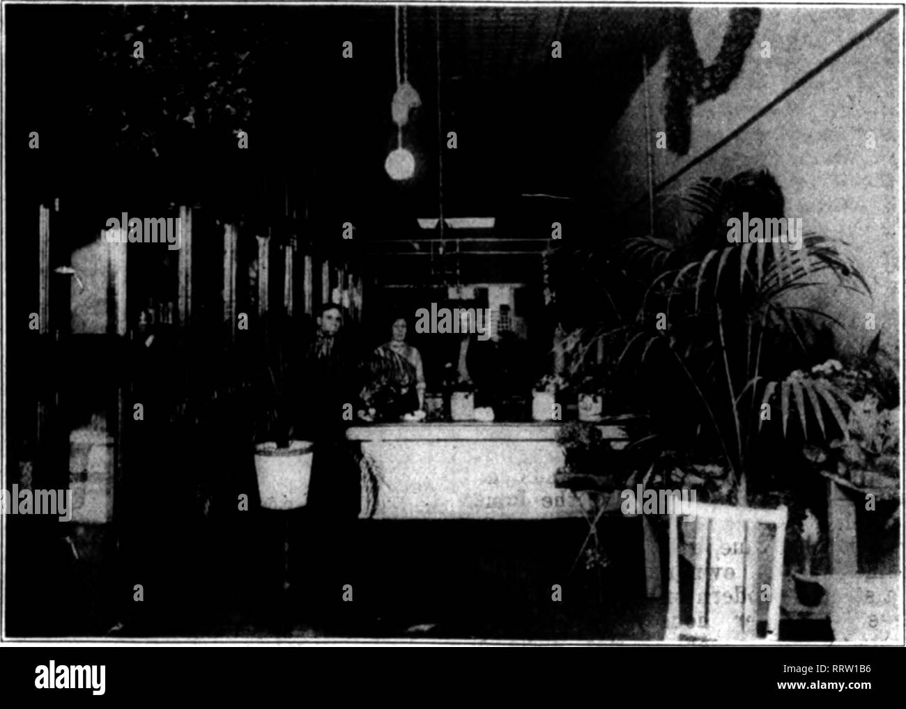 . Florists' review [microform]. Floriculture. 14 The Florists' Review February 27, 1918. ruary 15, with plants from 2i4-inch pots, and got an average of four spikes thirty inches in length for Memorial day, for which we received $1.50 per dozen. These plants were planted in old soil, eight inches apart, and were kept disbudded. The plants housed in the month of August, after blooming for the first crop, should be thinned out to carry not over five shoots. ''&quot;'&quot;* Geo. E. Buxton. »# PRIMtft.A OBCONICA. Enclosed are two diseased leaves of Primula obconica. This is the first year my prim Stock Photo