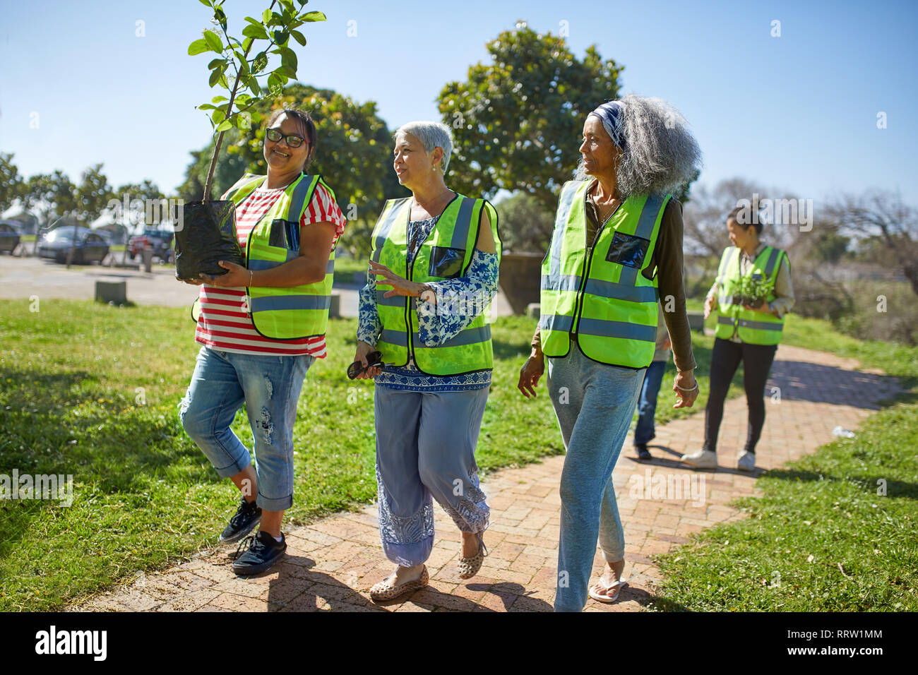 Female volunteers planting tree in sunny park Stock Photo