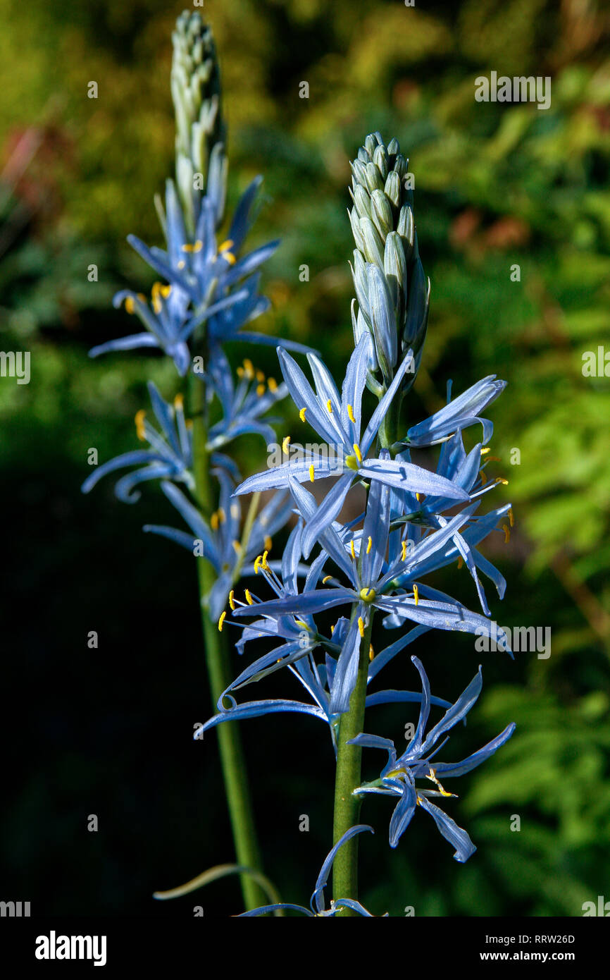 Blue star shaped flowers of Camassia cusickii (Cusick's camas Stock