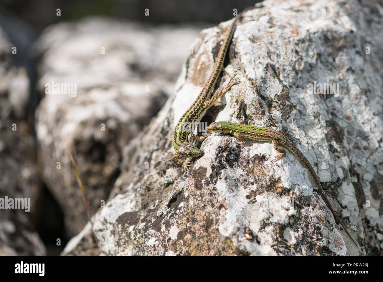 Two Lizards resting on a white rock Stock Photo