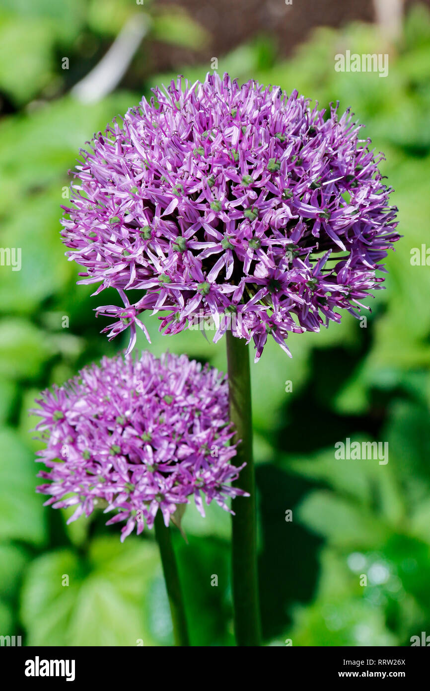 Purple onions and plant hi-res stock photography and images - Alamy