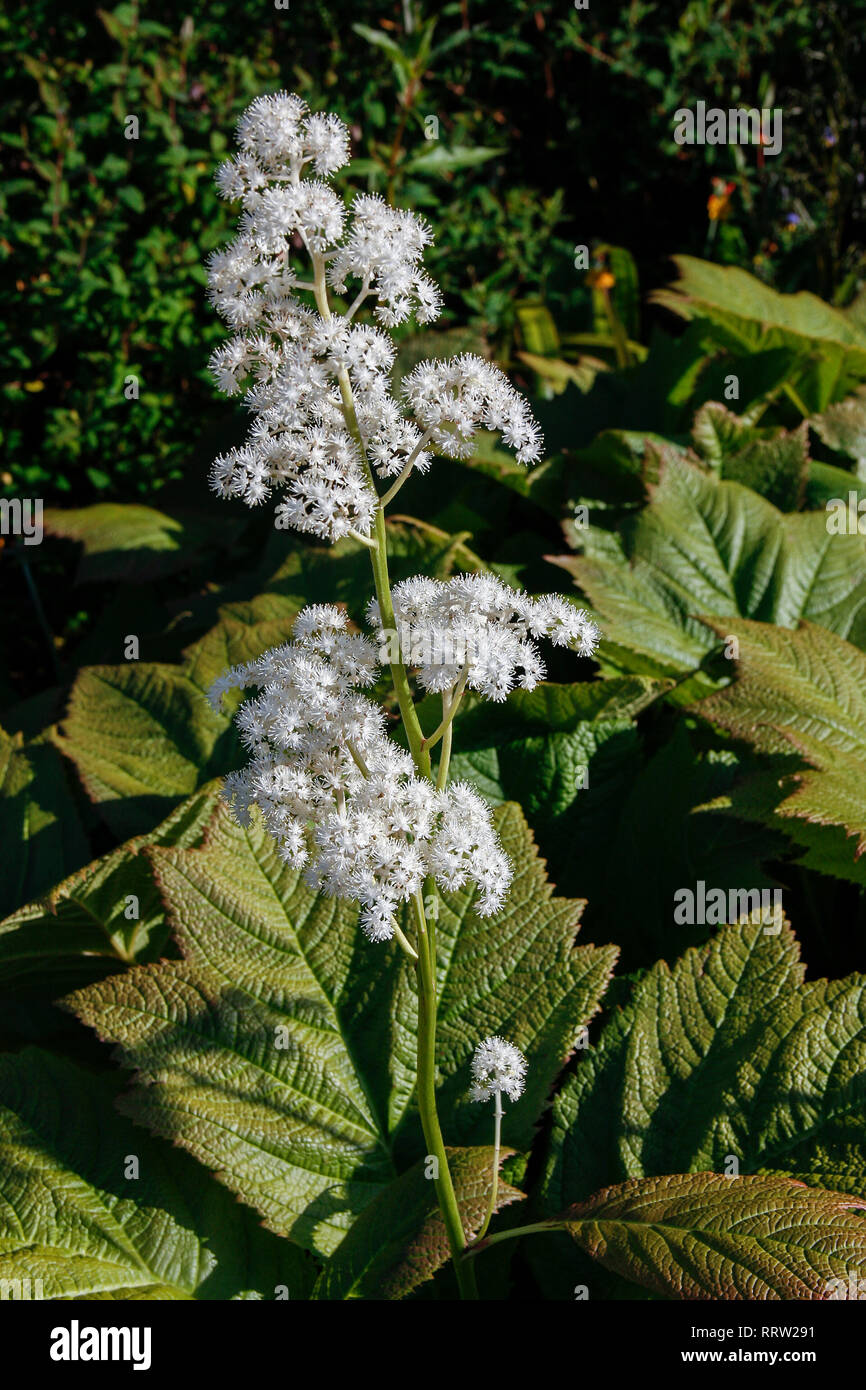 White flowers of Rodgersia podophylla Stock Photo