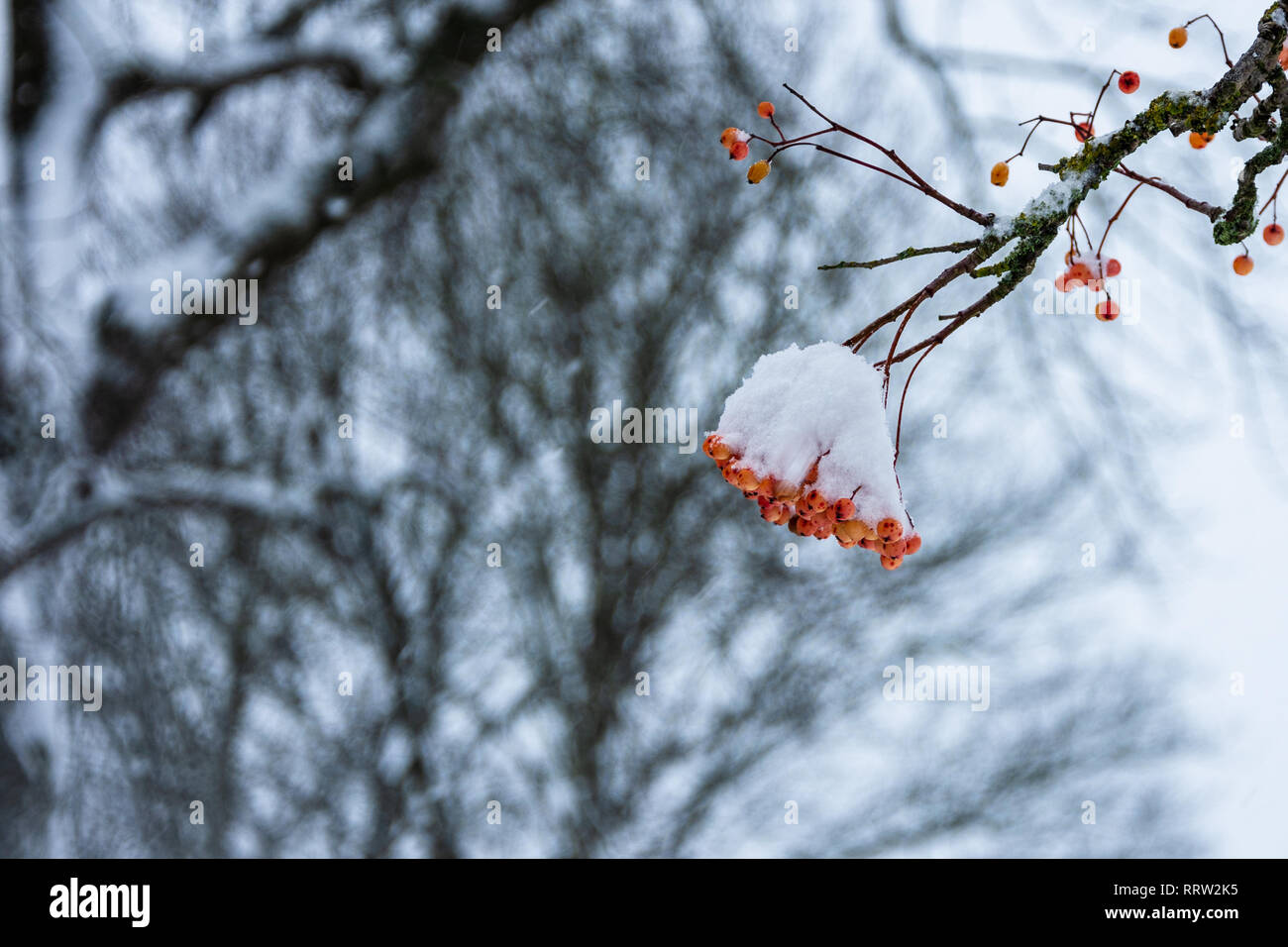 A cluster of red/orange berries from a Whitebeam (sorbus aria) tree covered in snow Stock Photo