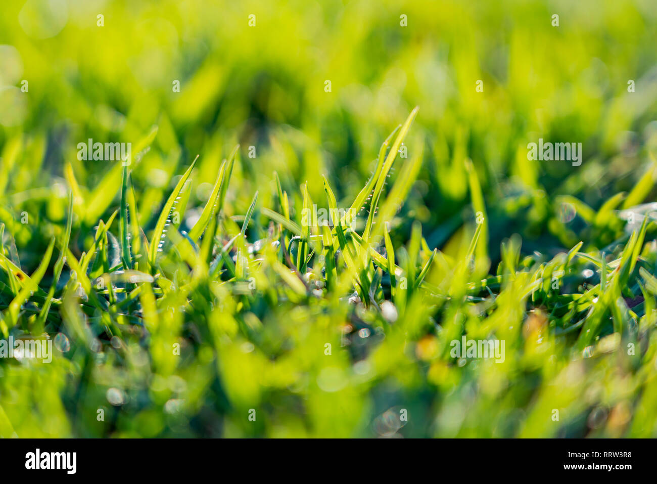Close up of a grass field at Los Angeles, California Stock Photo