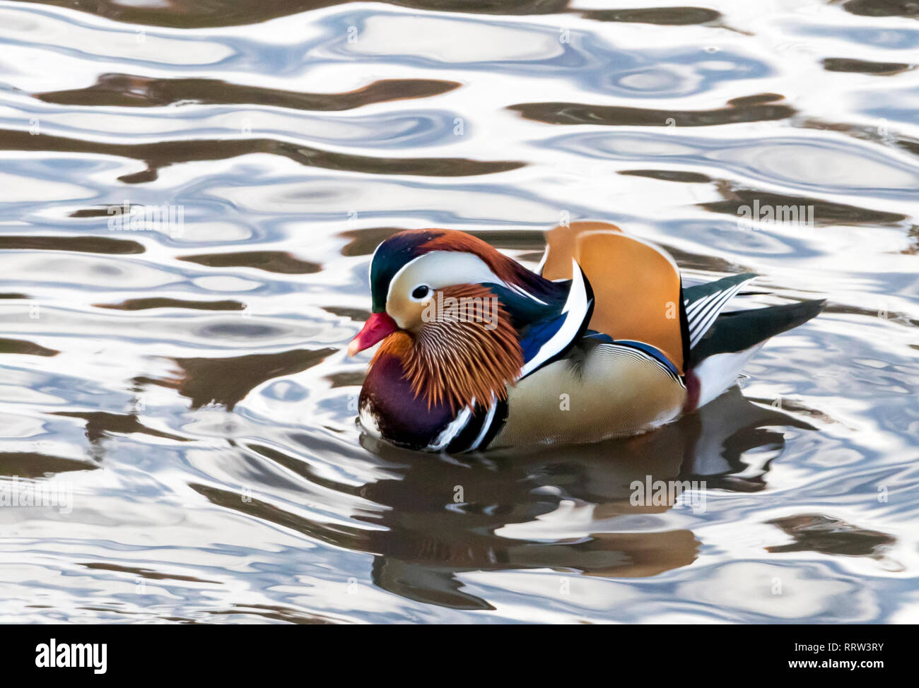 The famous Central Park mandarin duck floating in a pond in Manhattan, New York City Stock Photo