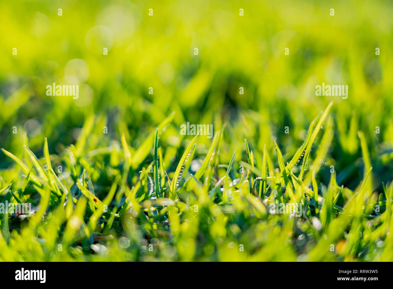 Wet grass field close up hi-res stock photography and images - Alamy