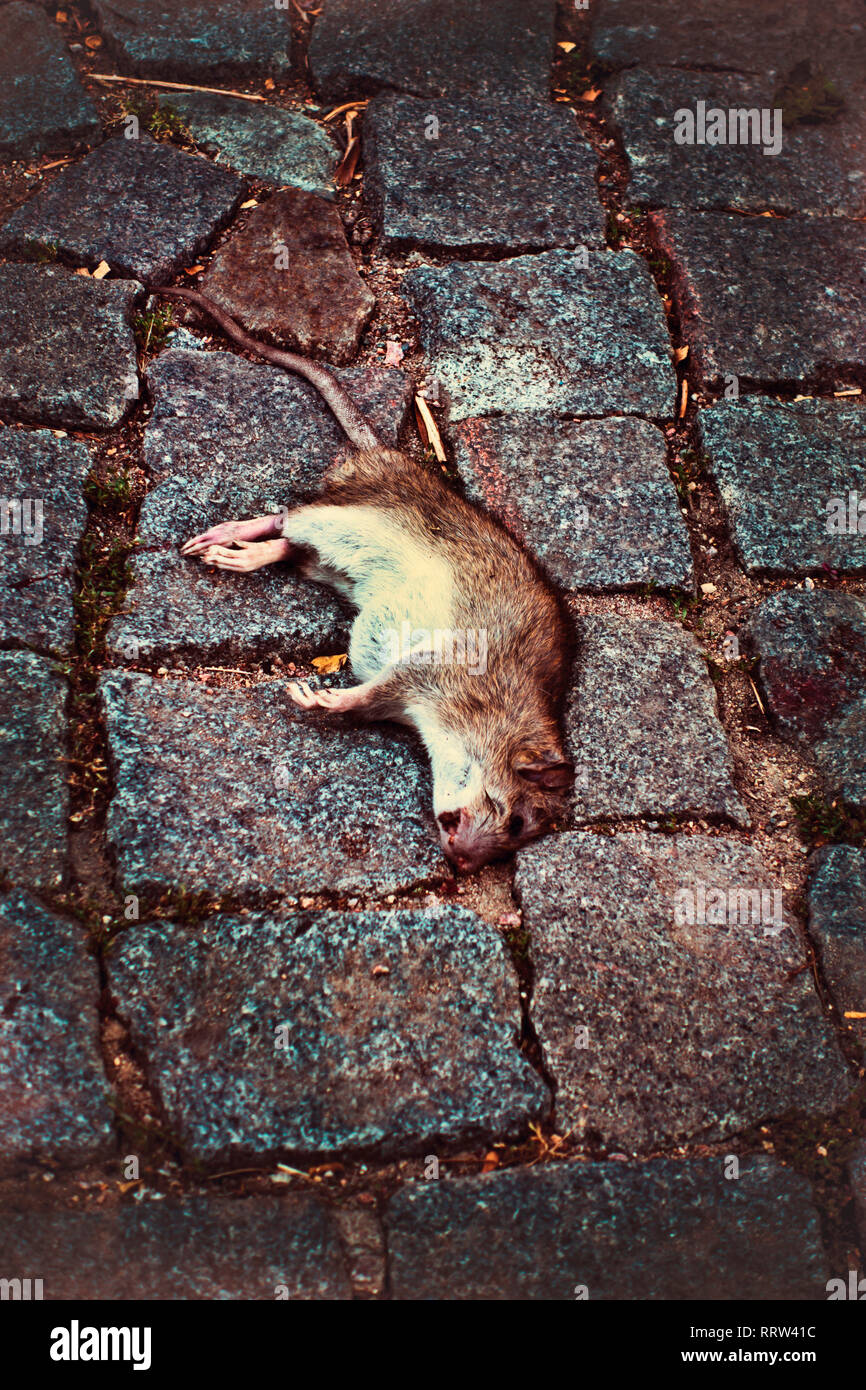 dead common rat on cobblestones Stock Photo
