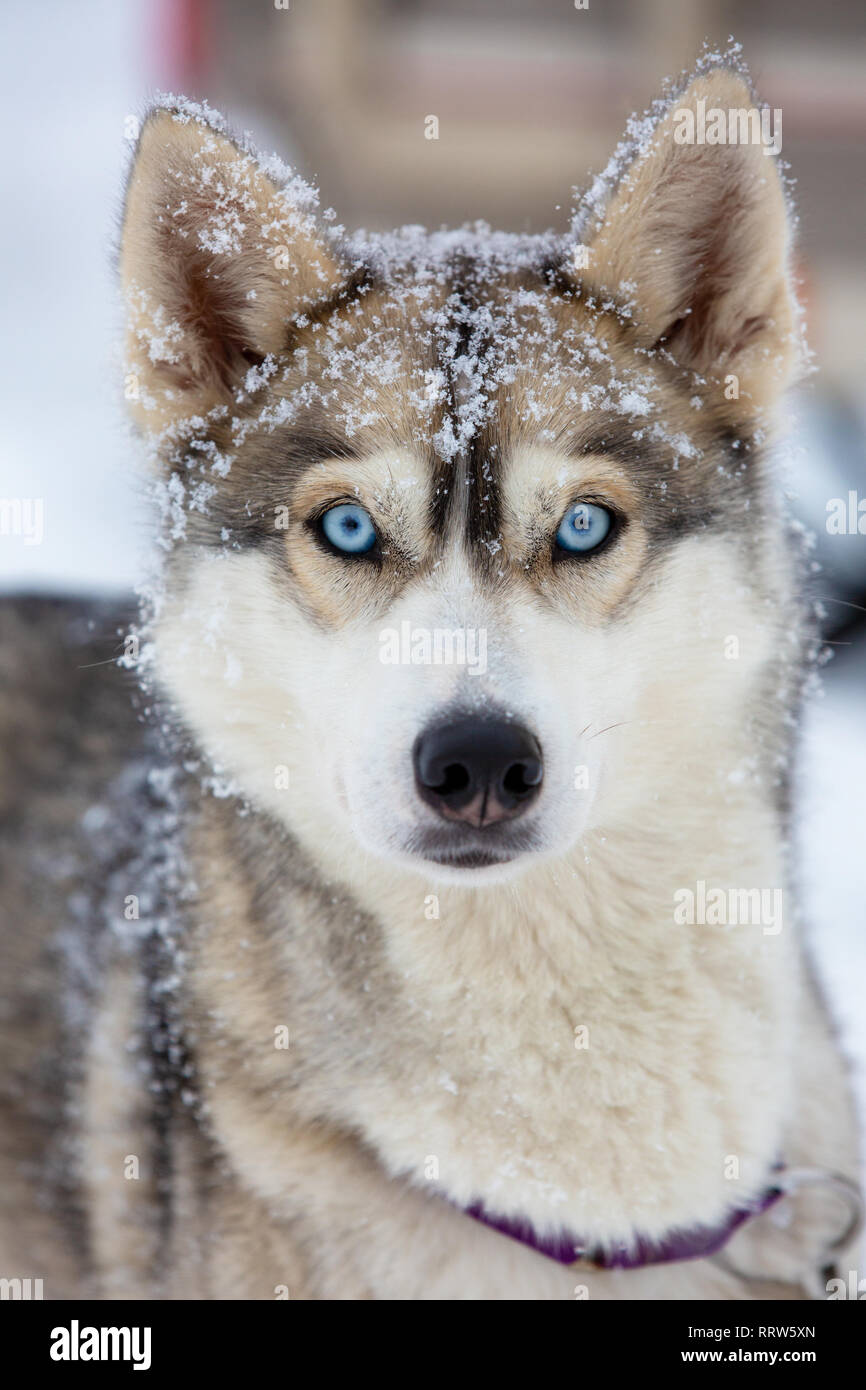 Portrait of a dog in snow flakes. Lovely blue-eyed husky from the sled dog team Stock Photo