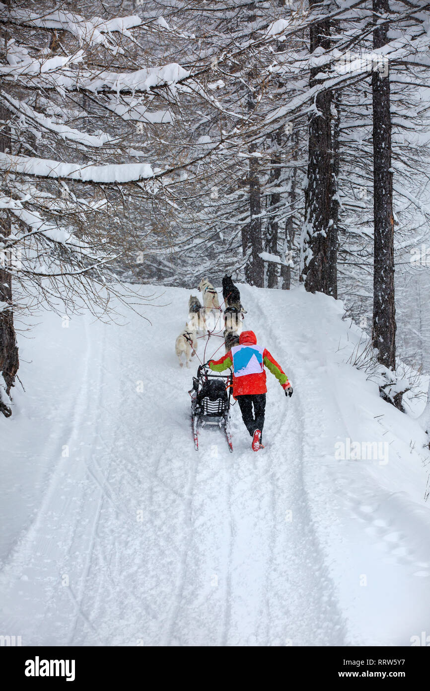 Musher helps his sled dog team to climb the mountain Stock Photo - Alamy