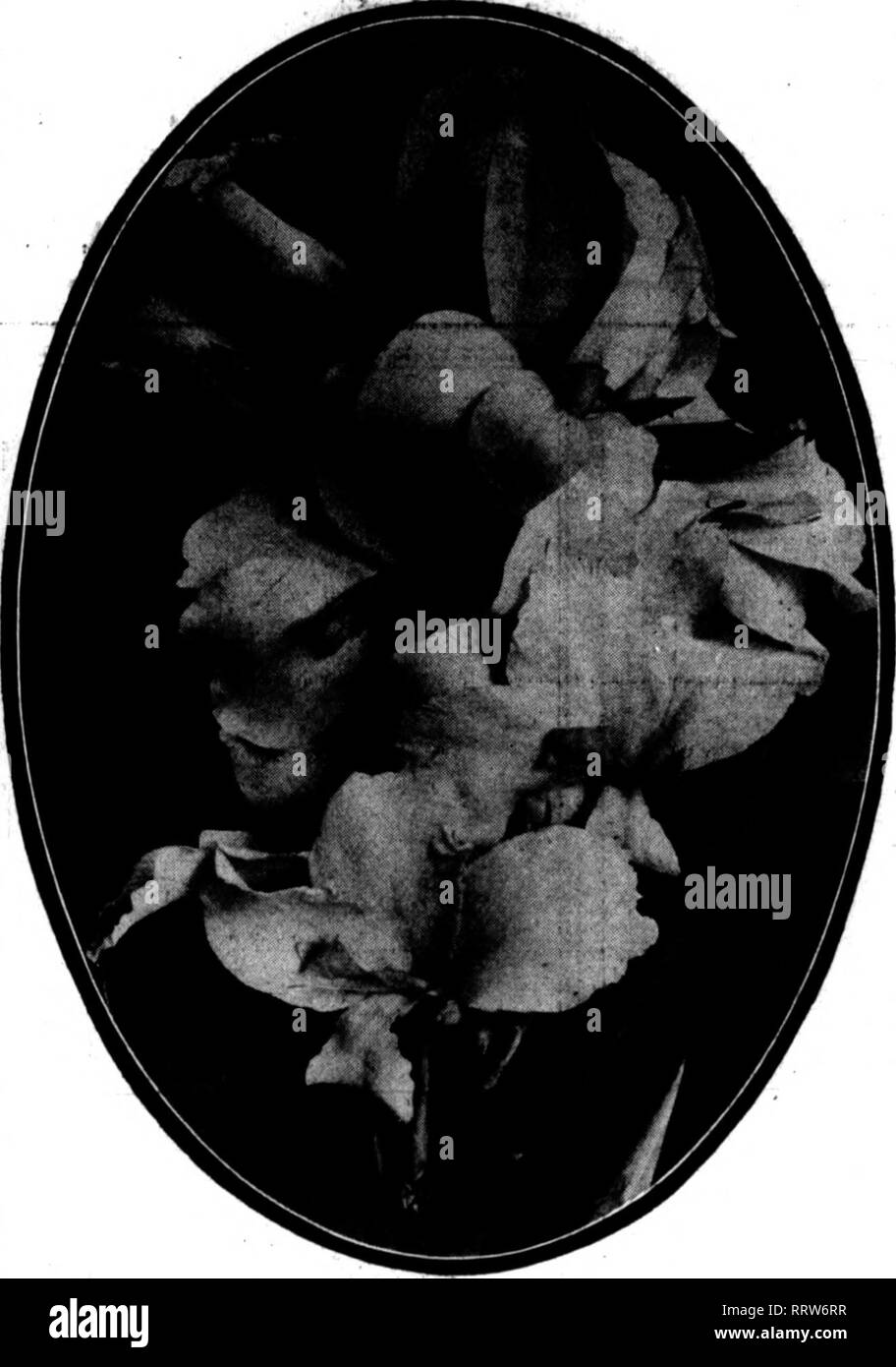 . Florists' review [microform]. Floriculture. February 12, 1914. The Florists' Review 35 MICHELL' BULBS S. CANNA ROOTS New and Standard Varieties. Doz. ALPHONSE BOUVIER, crimson $ .50 | CHAS. HENDERSON, crimson 50 CRIMSON REDDER, crimson 50 EGANDALE, bright red «0 PRES. McKINLEY, crimson 50 KING HUMBERT, orange red 85 MRS. ALFRED F. CONARD, salmon pink 2.25 GLADIOFLORA, crimson (edged gold) 1.60 MME. CROZY. scarlet 50 QUEEN CHARLOTTE, crinwon (gold border).. .60 FLORENCE VAUGHAN, yellow (spotted red).. .40 AUSTRIA, golden yellow 50 RICHARD WALLACE, light yellow ftO Also many other varieties at Stock Photo