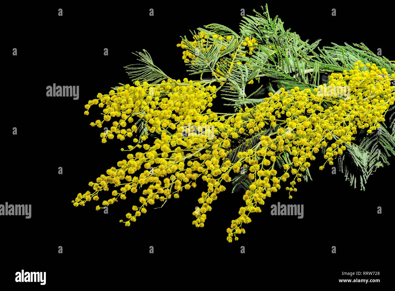 Branches of mimosa (Acacia dealbata) with bright yellow fluffy flowers and gentle green fernlike leaves close up, on a black background isolated Stock Photo