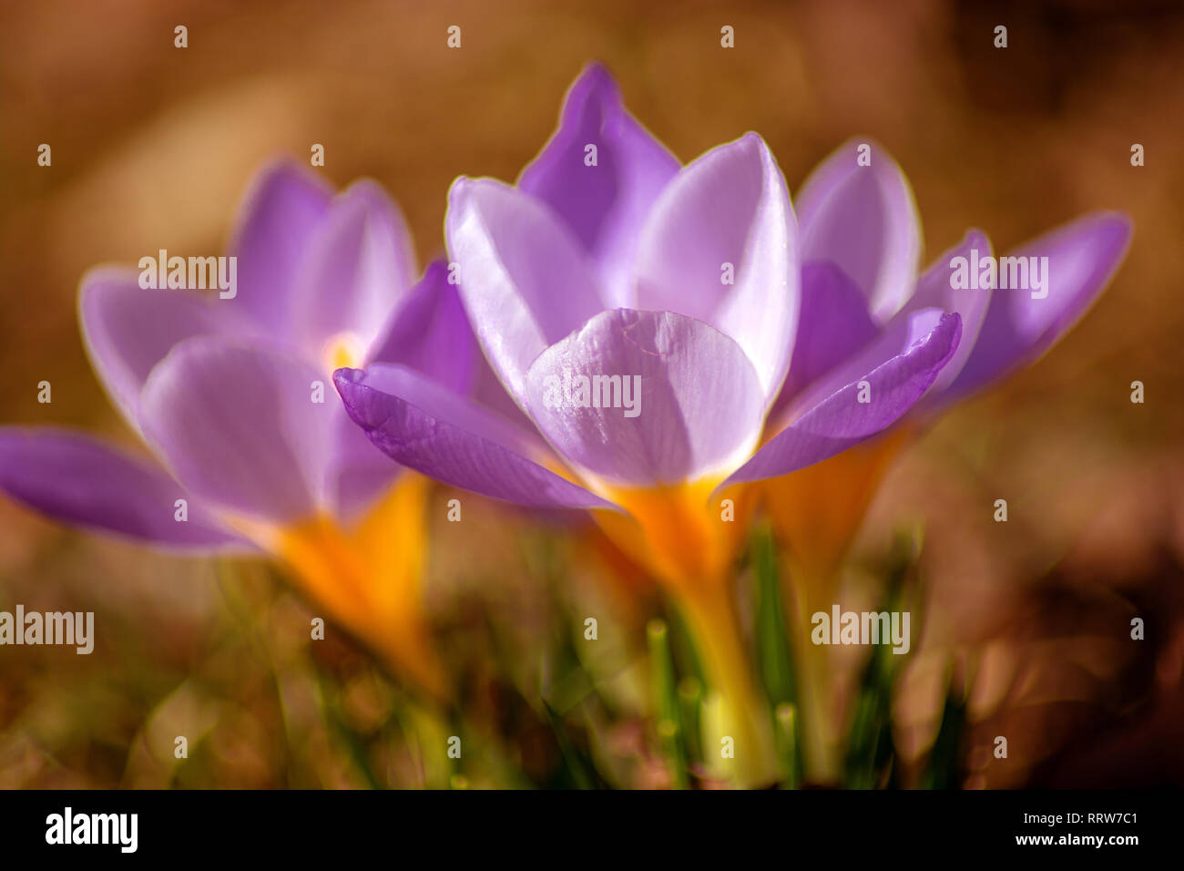 Concept flora : Spring feelings Stock Photo