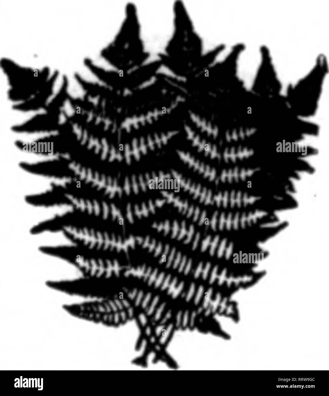 Florists Review Microform Floriculture Ferns Galax And