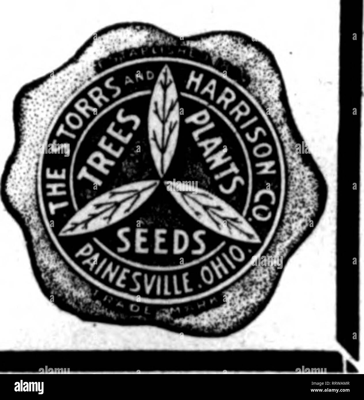 . Florists' review [microform]. Floriculture. &quot;Superb Quality&quot; SEEDS FOR FLORISTS THE STORRS &amp; HARRISON CO.'S SUPERB MIXTURE OF GIANT PANSY SEED Contaias the Ultimate in Qiant Pansies. You cannot buy a better mixture of Pansy Seed at any price. Trade Packet, 50c; k oz., $1.25; oz., $4.00. We carry in stock all named and separate colors of Qiant Pansies. also the best strains of Odier. Gassier, BuRnot, Trimardeau. etc. (See our trade list for prices.) Mixed color* (a magnificent •train), trade packet, $1.00 Cineraria Grandiflora Bellis Perennis (English Daisy) Longfellow (red), Sn Stock Photo