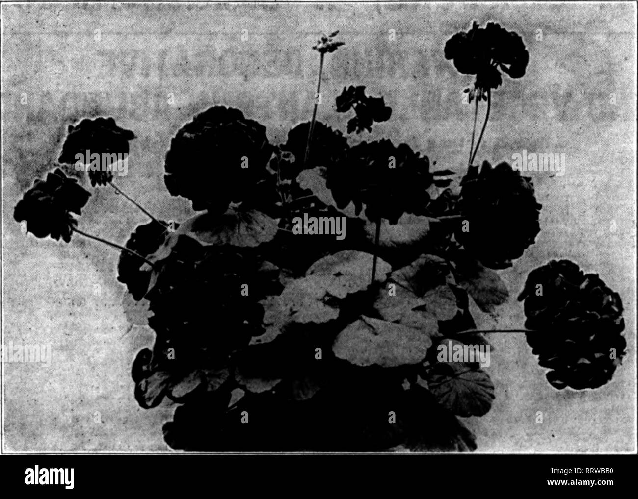 . Florists' review [microform]. Floriculture. May 1, 1913. The Rorists'Review 76 BEDDING PLANTS The Planting Season Is drawing very near, so you had better order your supply NOW and get the pick of our stock 100. 3.00 2.50 5.00 8.00 100 1000 Musa Ensete (Abyssinian Banana), strong, 4-inch, per dozen $2.00 Petunias, single fringed, all colors, from choice seed, 3-lnch 16.00 .... 4-inch 8.00 Ricinus (Castor Bean), strong, 4-inch, per doz., $1.50 Altemantheras, red and yellow, strong, 2%-inch $2.50 Asparagus Sprengerl and Plu- mosus Nanus, 2%-inch, strong Ageratnm, dwarf blue, 2i,-inch. Ageratum Stock Photo