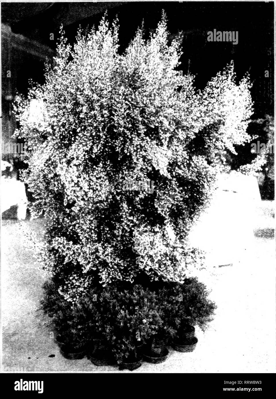 . Florists' review [microform]. Floriculture. Mahc'h 1'.», I'.tH. The Florists' Review 21 Tlu' i Acacia. spc&lt;anicii plant Weld (lardcii. liist; Mrs. ('. (;. Wfld. sccniid; W.dd (Jardrii, tliird. ITard wckkIimI fjiccnlinnx' plants, six specimens • itlicr tlian azaleas, ae.-ieias and ericas -Weld (larden, lirst; W. W. i:di.'ar Vo., secund. llaril wuiided yri-enlKinse plants. spiiimeii idaiit- W. W. Kdfiar Cu., Inst. Itainlder ruses, ilirce pl.-mts. distinct varieties - W. W. i;di;ar Ce., se,(,nd. (Iruiip (d ruses, not less tiiaii twi'lve ]il.int&lt; W. W. i:d;;ar Ce., lirst; .Miss ('. Warren, Stock Photo