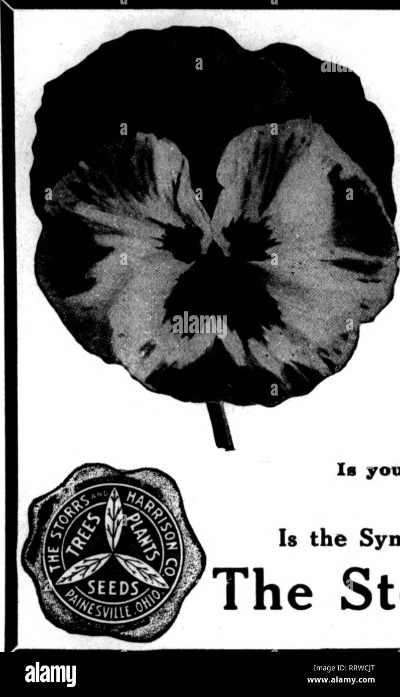 . Florists' review [microform]. Floriculture. The Florists'Review July 10, 1918.. &quot;Superb Quality&quot; SEEDS FOR FLORISTS THE STORRS &amp; HARRISON CO/S SUPERB MIXTURE OF GIANT PANSY SEED Contaias the Ultimate In Olant Pansies. You cannot buy a better mixture of Pansy Seed at any price. Trade Packet. 50c; ^ oz., $1.25; oz., |4.00. We carry in stock all named and separate colors of Olant Pansies, also the best strains of Odier, Gassier, BuKuot, Trimardeau, etc. (See our trade list for prices.) Cineraria Grandiflora :J;:ro'):tlrdV;a&quot;kItf^^^^^^^ Bellis Perennis (English Daisy) Longfell Stock Photo