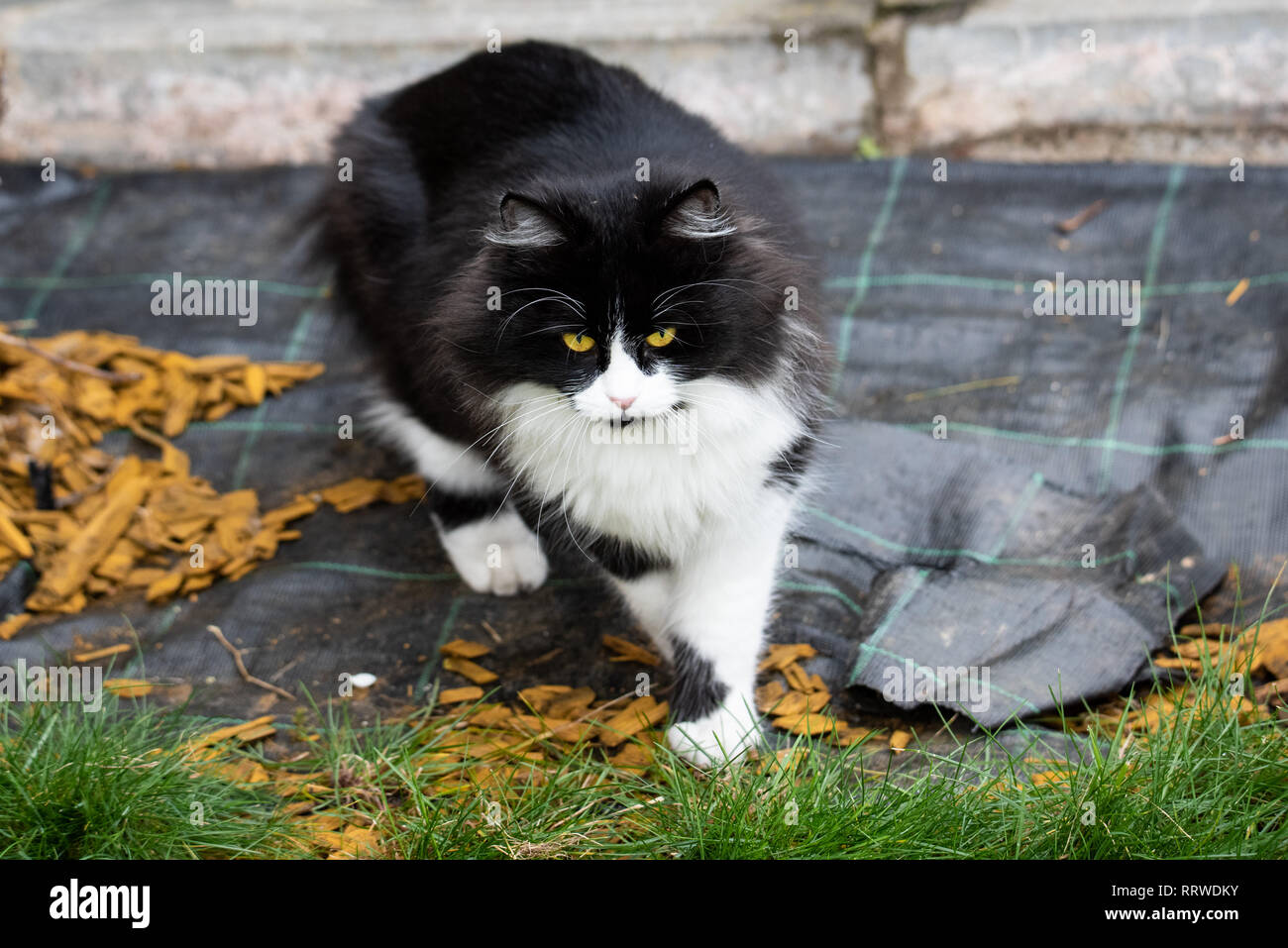 Adorable Cute Cat Sitting In The Garden On The Green Grass Adorable Chunky And Chubby Feline Stock Photo Alamy