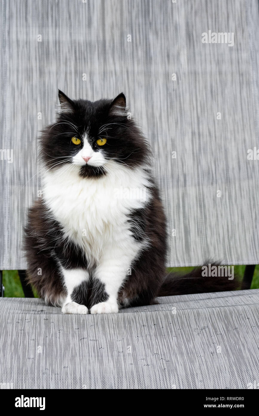 Cat sitting outdoor on a sunbed in the garden. Black and white fluffy ...