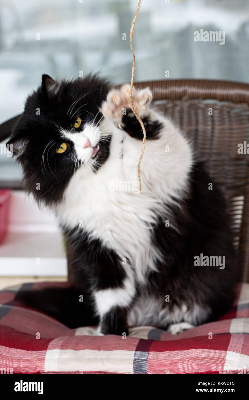 Adorable cute kitty holding a thread with one paw. Playful domestic animal suitable for apartment Stock Photo
