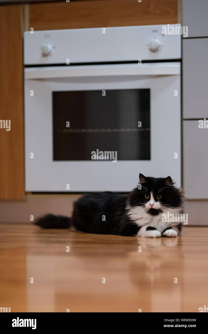 Cute adorable cat laying in front of the oven in the kitchen area. Perfect pet for a cozy apartment Stock Photo