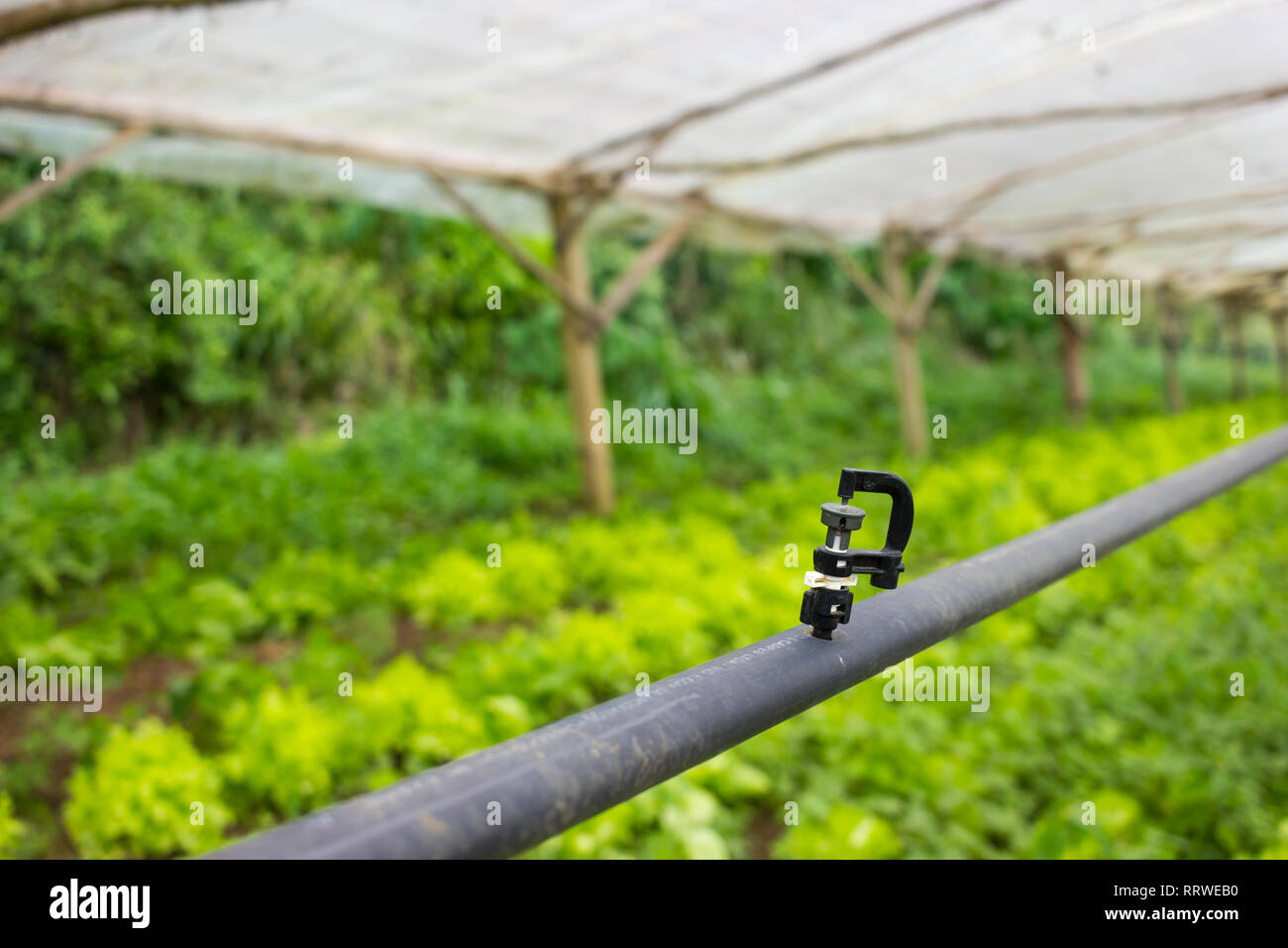 Simple Greenhouse Watering System injector detail Stock Photo Alamy