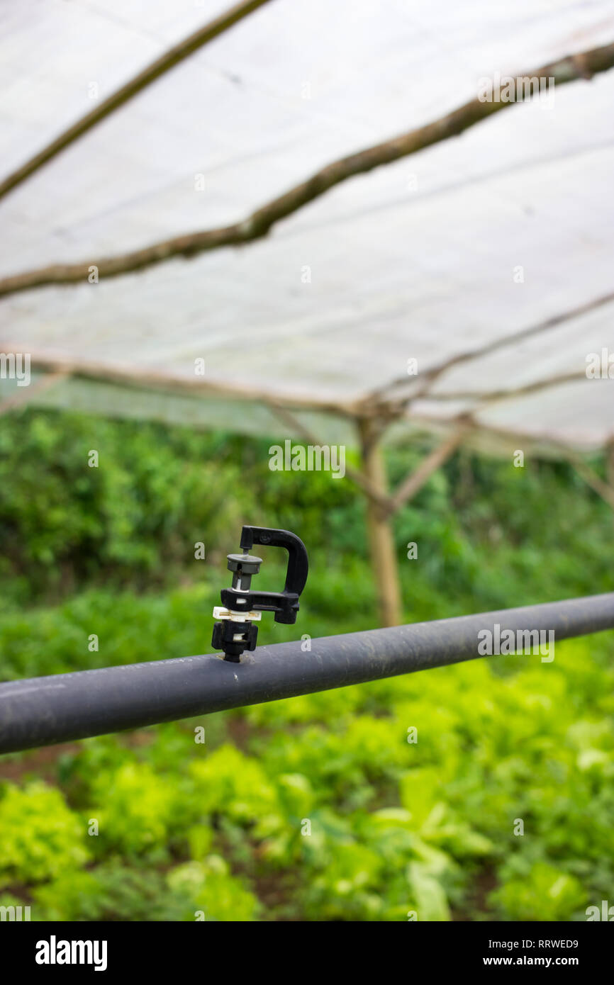 Simple Greenhouse Watering System injector detail Stock Photo Alamy