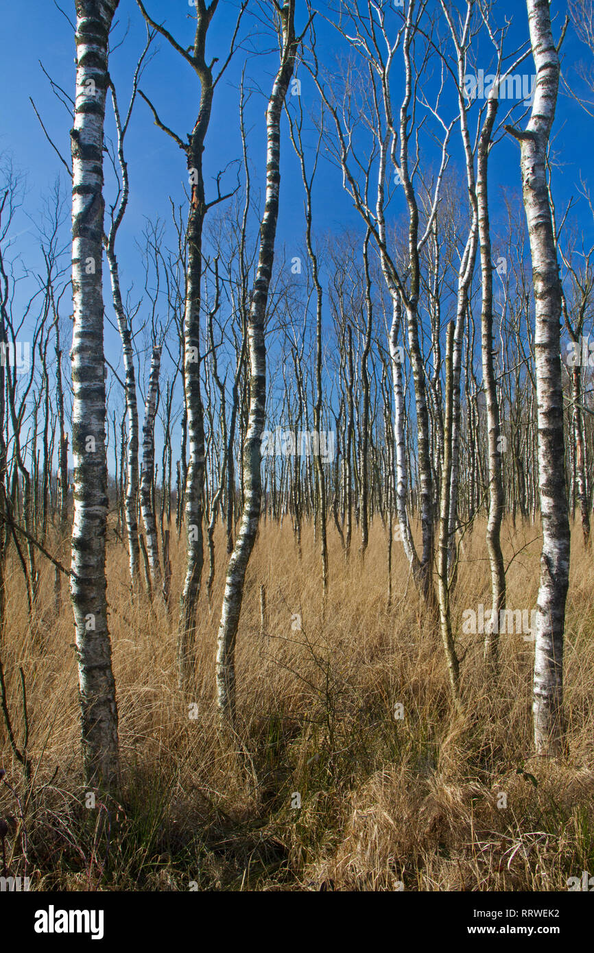Drowning forest: dead Birches in a swamp Stock Photo