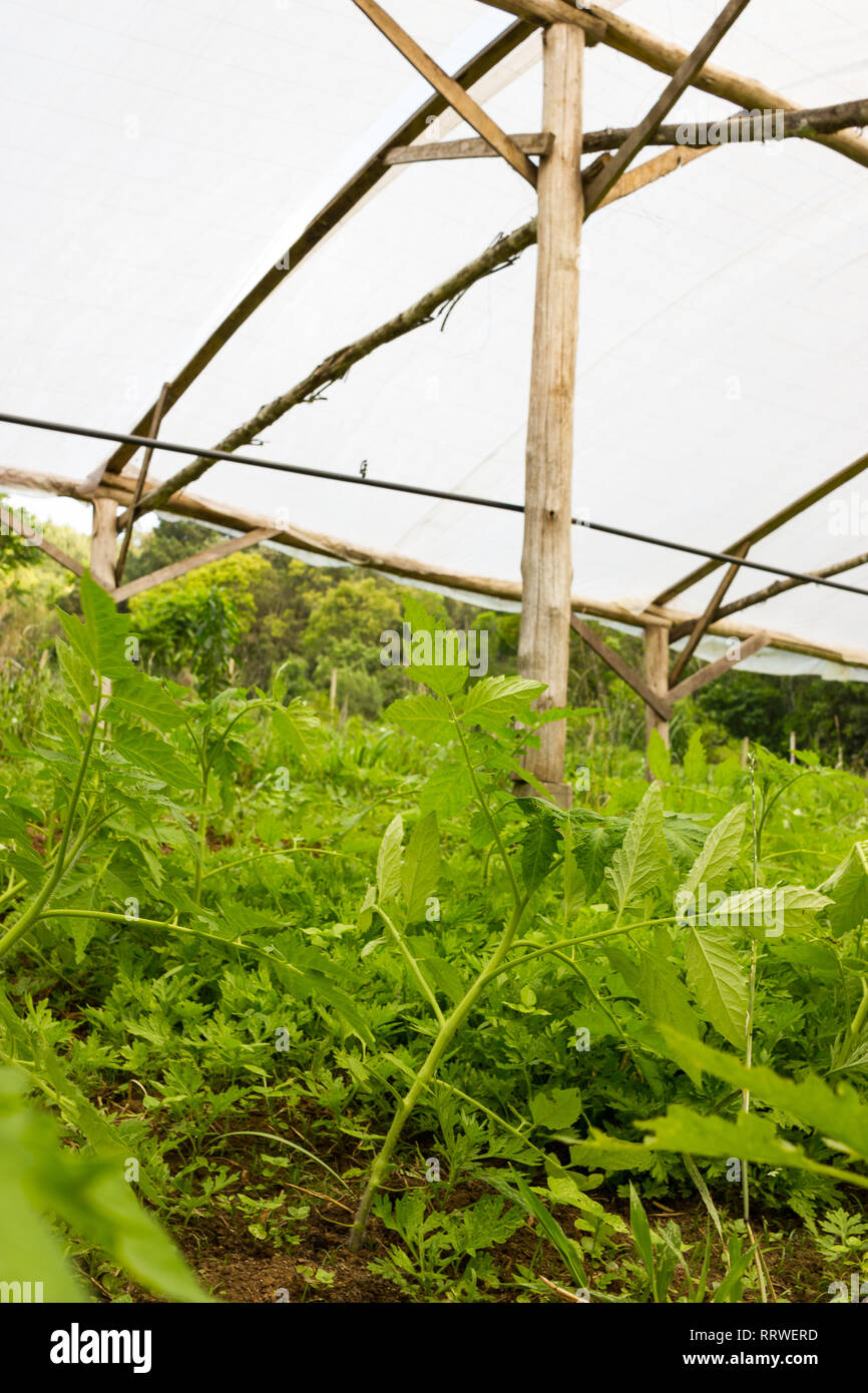 Young tomato plant growing in a very simple plant nursery greenhouse