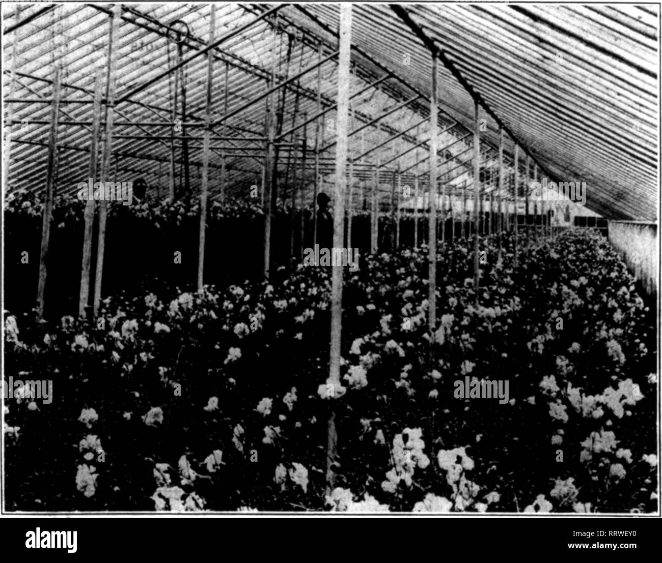 . Florists' review [microform]. Floriculture. Robert Miller, the Mao who Put Farmiogtoo, Utah, on the Map. A GROWER OF THE FAR WEST. During the last year the Miller Floral Co., of Farmington, Utah, has so ad- vanced in its business as to verify completely the prediction made by Robert Miller, its manager, when he went to Salt Lake City from New England a few years ago and announced that he believed that roses, carnations and other flowers and plants could be grown with profit in that vicinity, in spite of the skeptical attitude of his hearers. During the last year he has added 50,000 feet of g Stock Photo